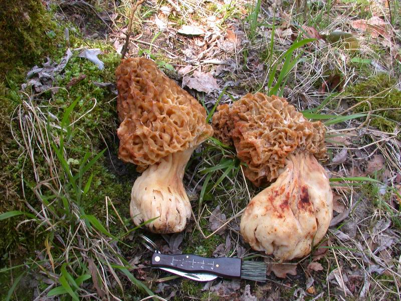 Mycoflora  toscana - Che grande soddisfazione....